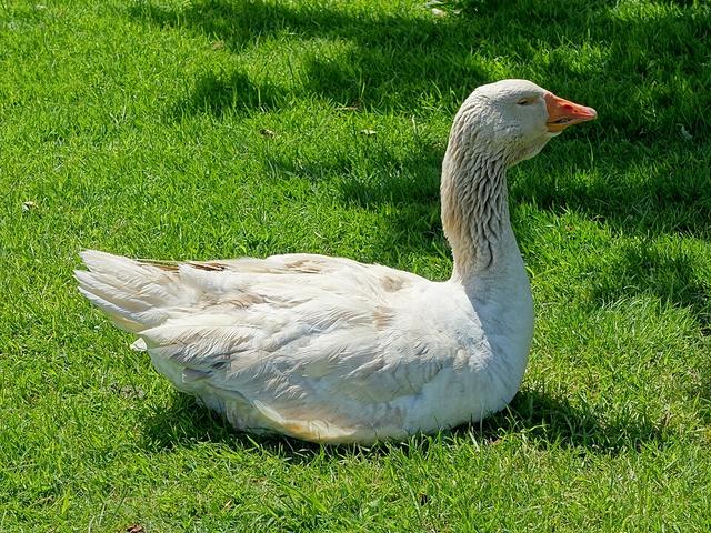 Američki buf