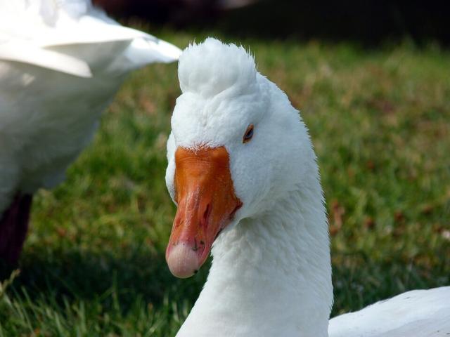 Rimski