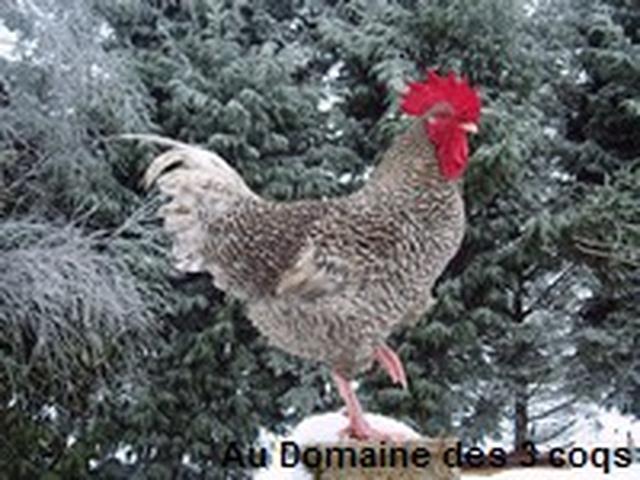 کوکو د فاندر