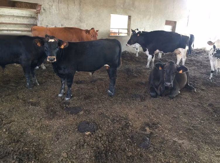 Aberdeen-Angus