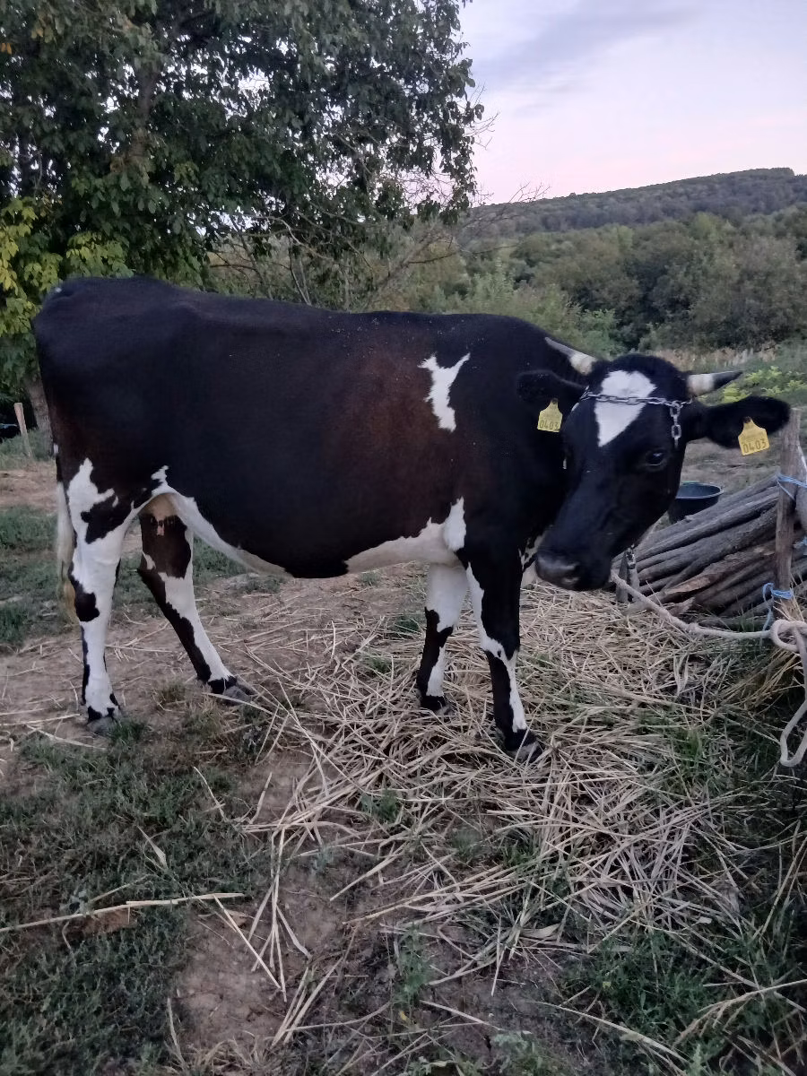 Holstein breed