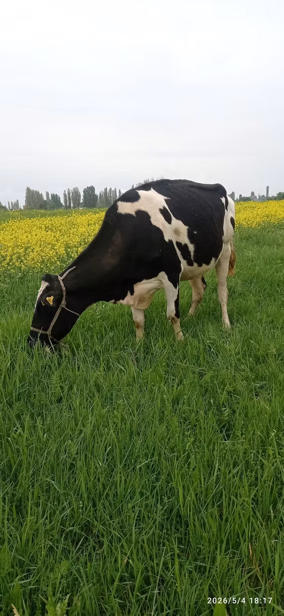 Holstein-race