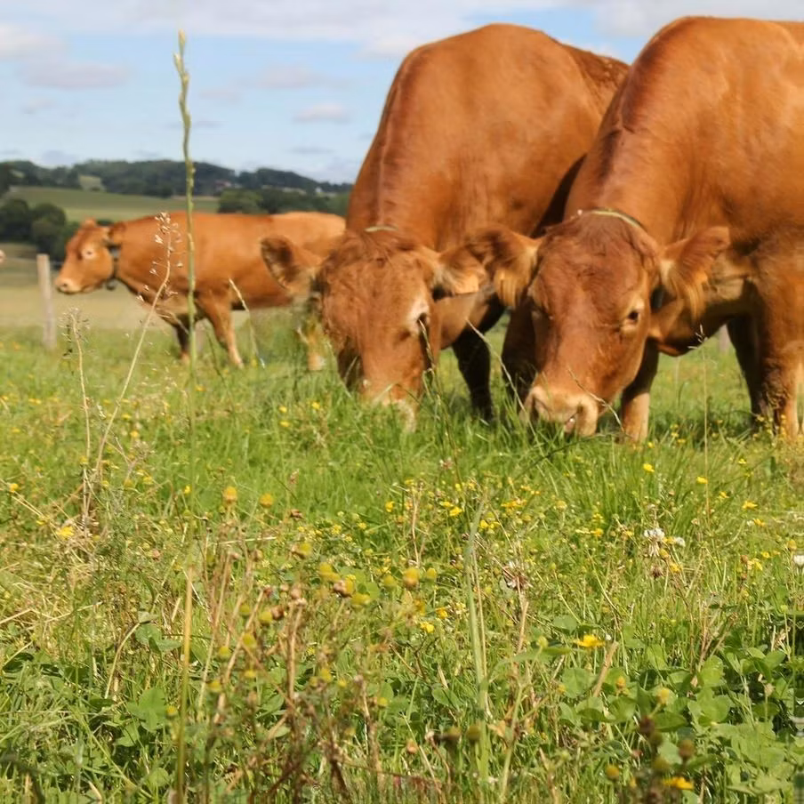 Limousin-ko.