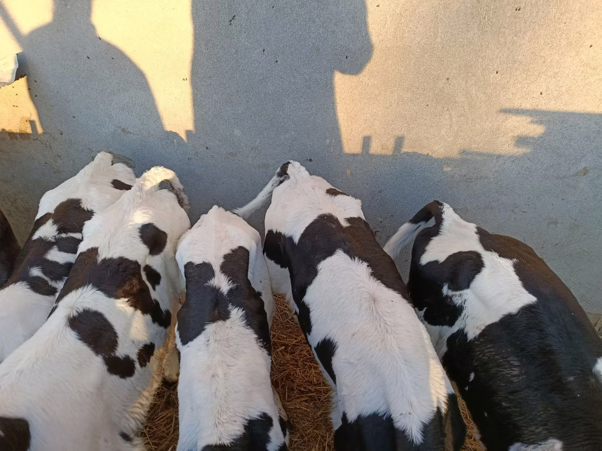 गोलस्टीन नस्ल