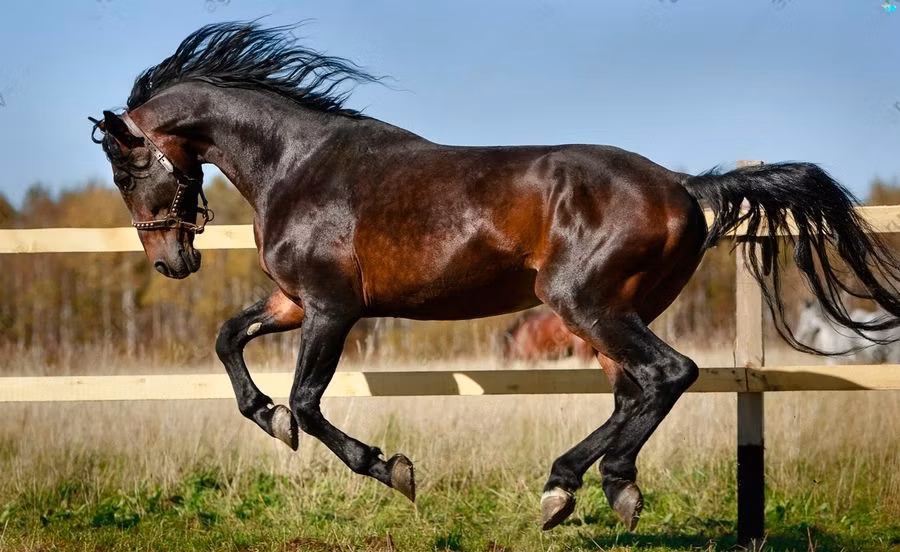 Horse breed