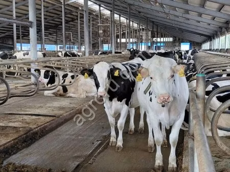 Holstein-race
