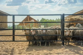 Kuibyshev sheep