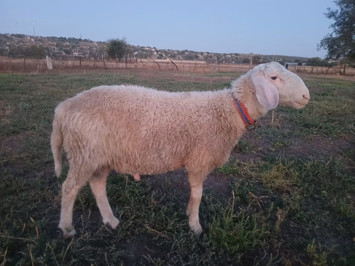 Assaf sheep