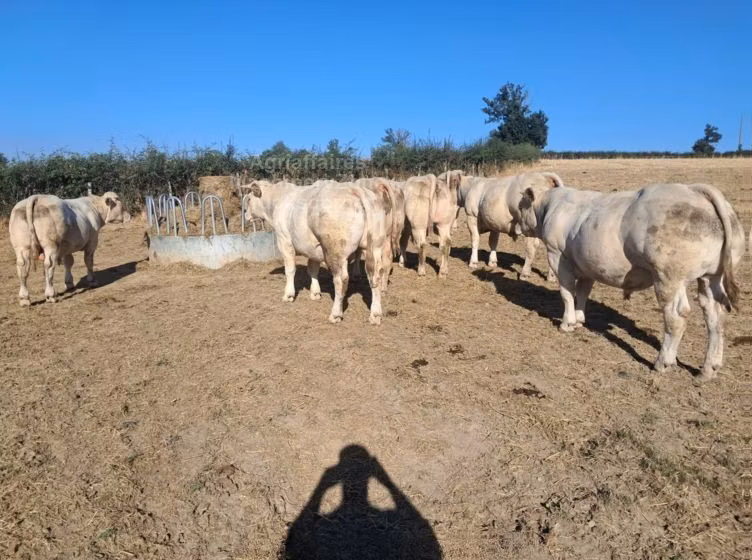Raça de vaca