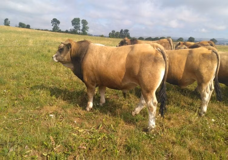 Aubrac cattle