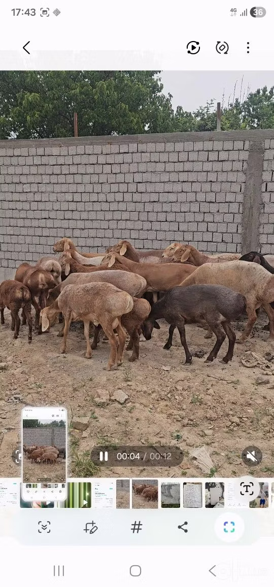 Арашан