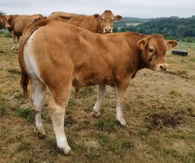 Limousin-ko.