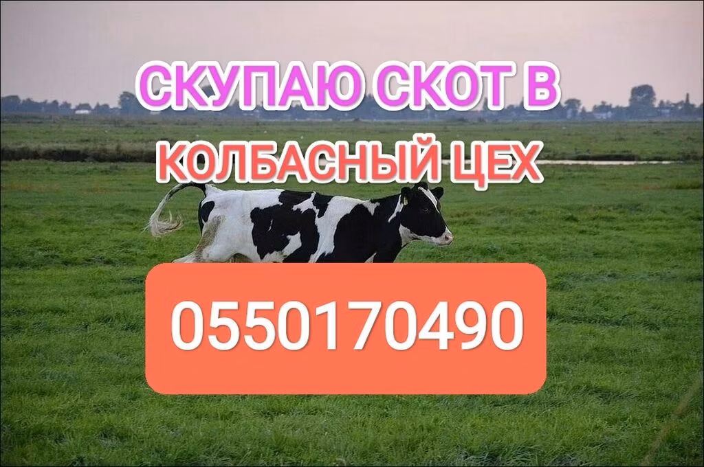 Holstein-race