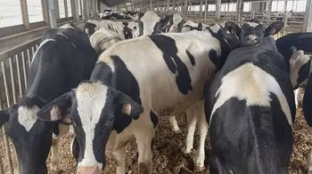 Holstein breed