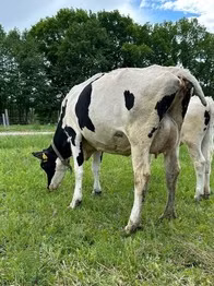 Holštýnské plemeno