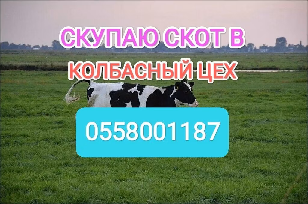 Holstein-race