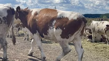 Holstein breed
