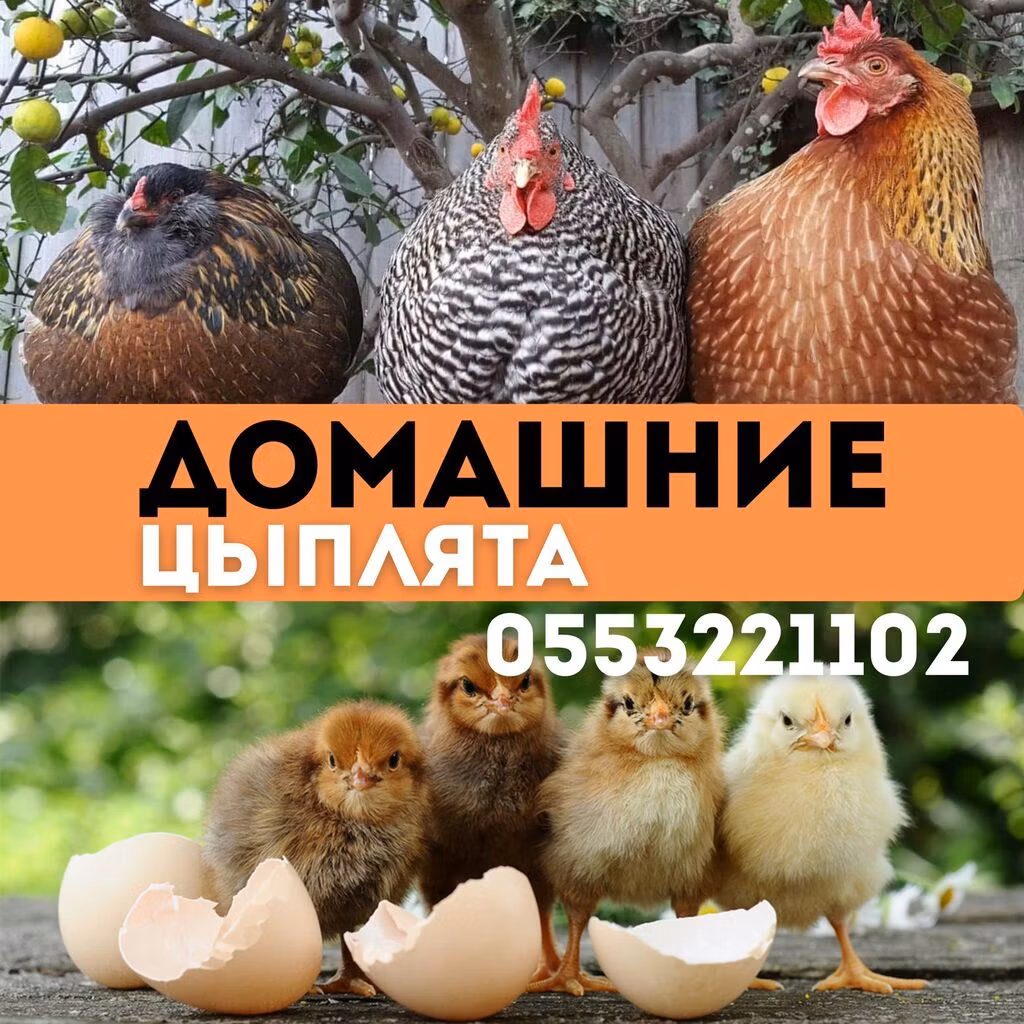 kjučinská jubilea