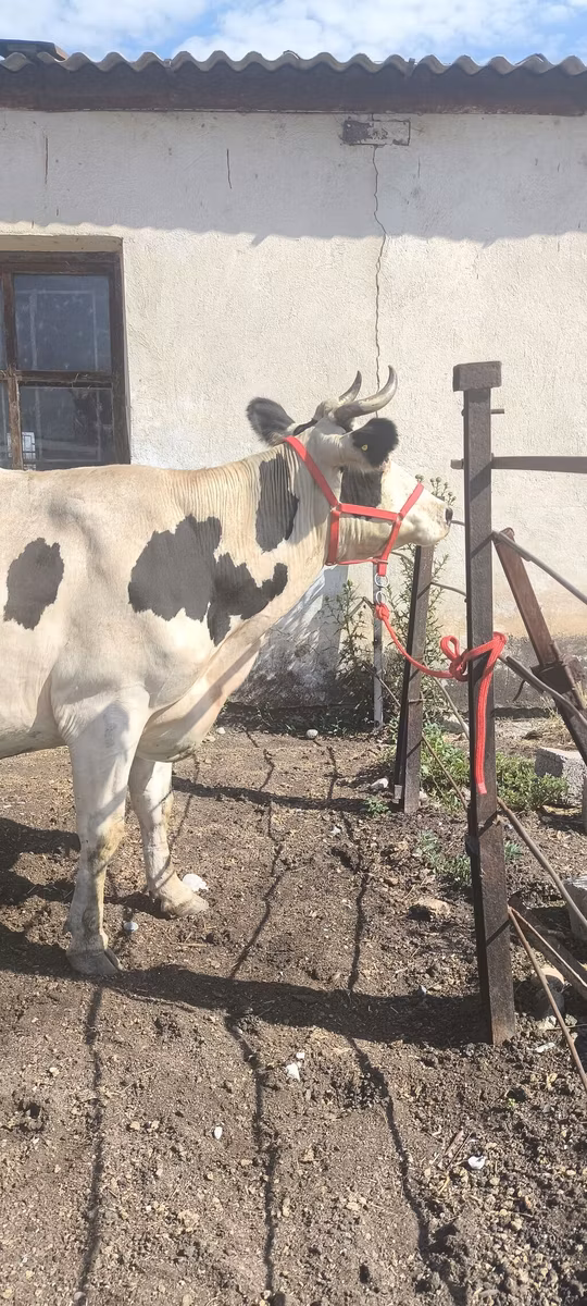 Russian Black pied cattle