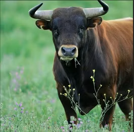 Aberdeen-Angus