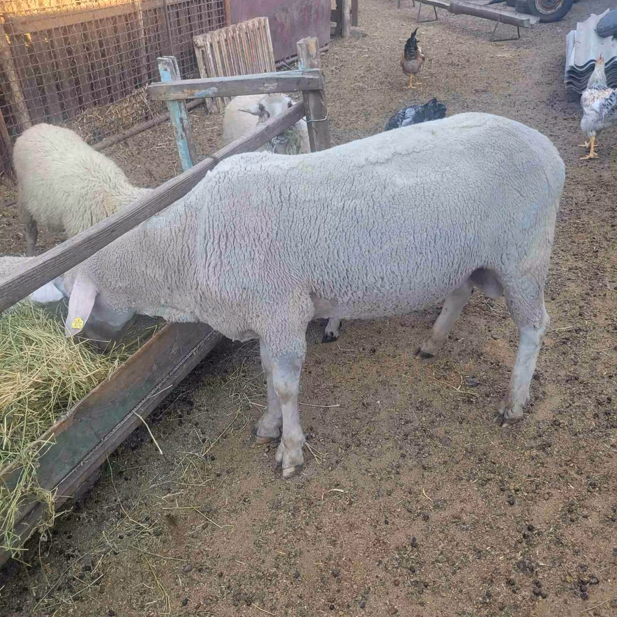 Merino sheep