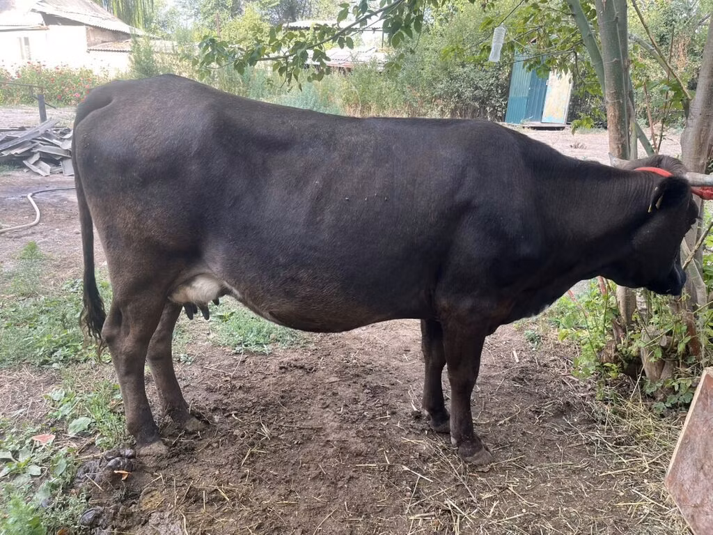 Ukrainian Brown Dairy Cattle
