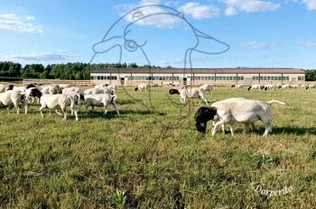 Dorper sheep