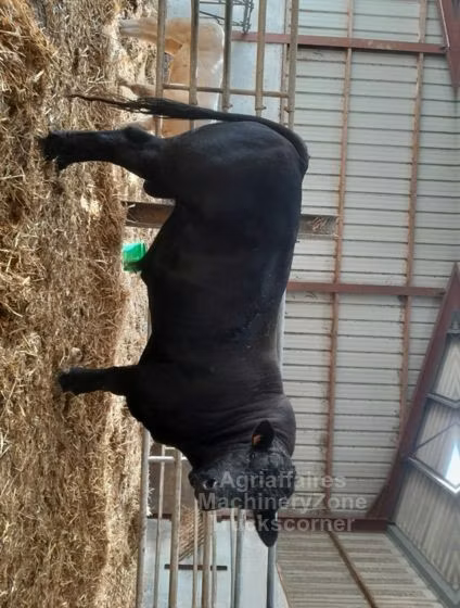 Raça de vaca