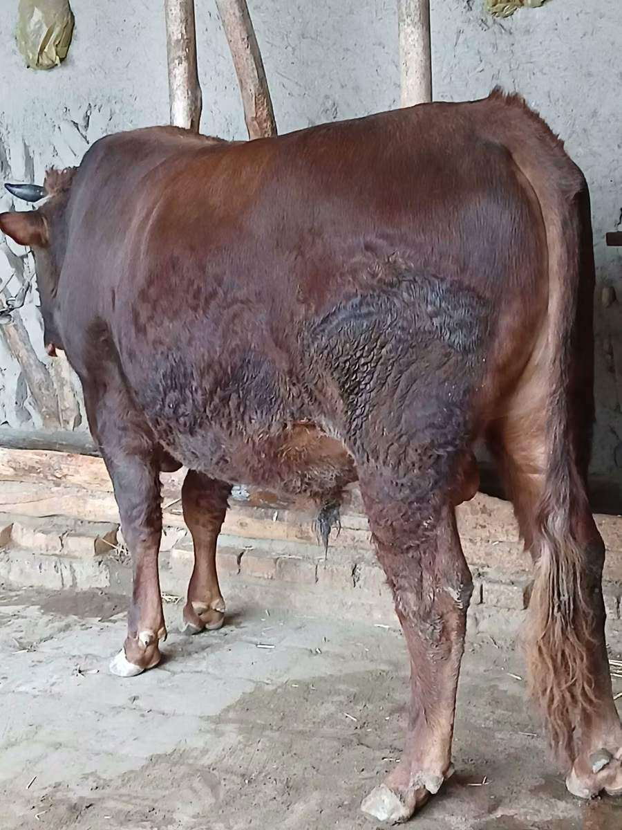 Vaca da estepe vermelha