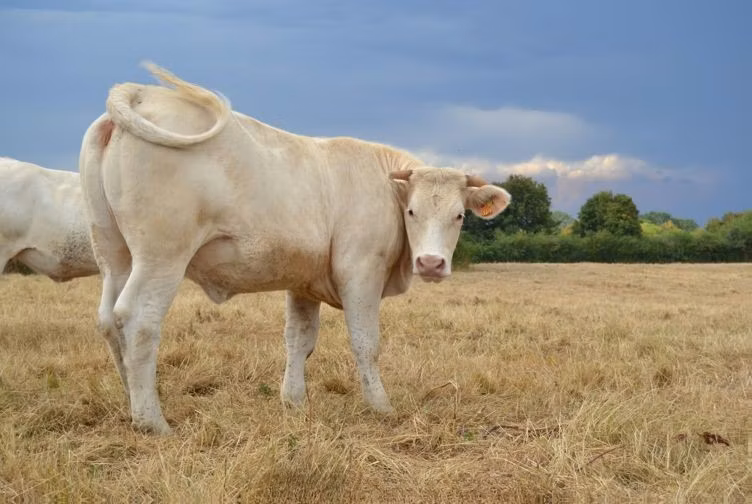 Charolais cattle