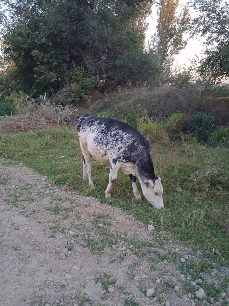गोलस्टीन नस्ल