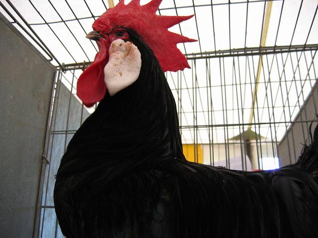 مینورکا