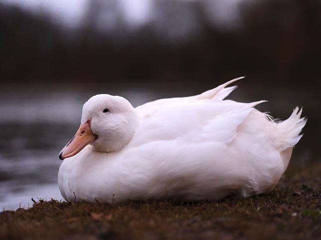 Pomerânia