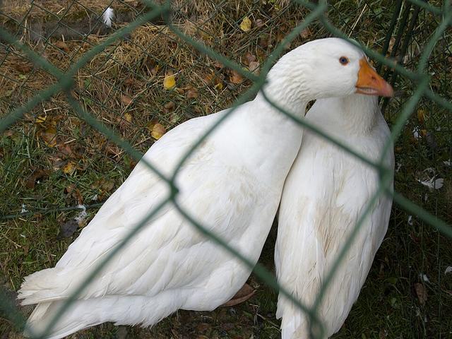 Češka
