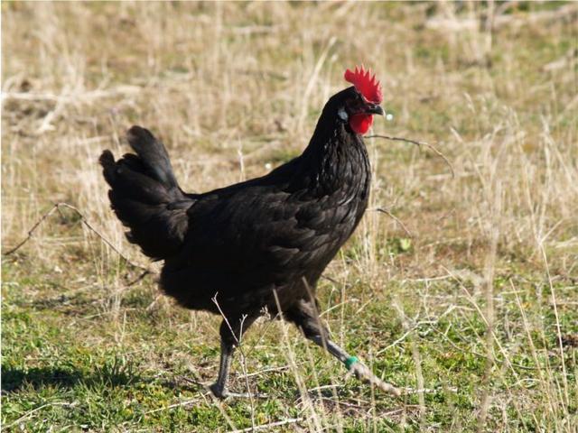 کاستی‌یانا نیگرا